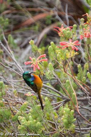Orange-breasted Sunbird, Table Mountain, Cape Town, South Africa