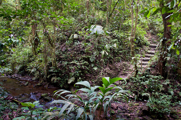The Jungle Trail at Arenal Lodge near Arenal Volcano, Costa Rica