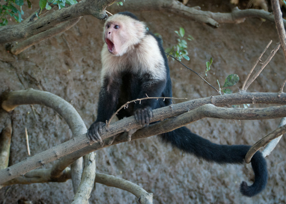 White Faced Capuchin Monkey, Palo Verde National Park, Guanacaste, Costa Rica