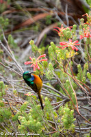 Orange-breasted Sunbird, Table Mountain, Cape Town, South Africa