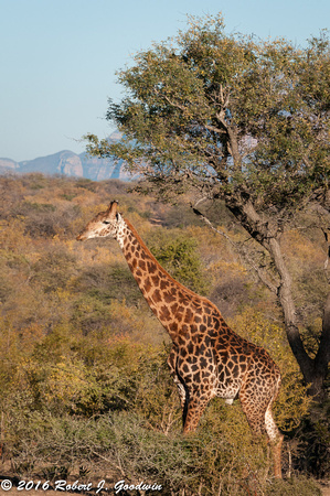 Giraffe, Game Drive, Kapama Private Game Reserve, South Africa