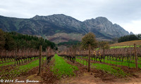 Wine Tour, Stellenbosch Region, South Africa