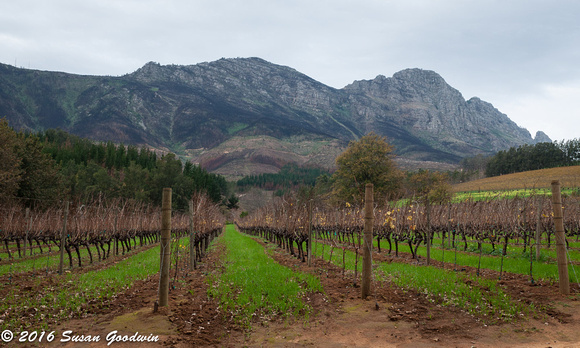 Wine Tour, Stellenbosch Region, South Africa