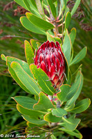 Protea, 12 Apostles Hotel and Spa, Camps Bay, South Africa