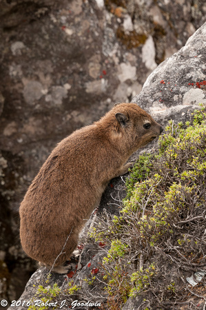 Dassie, Table Mountain, Cape Town, South Africa