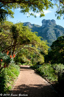 Kirstenbosch Gardens, Cape Town, South Africa