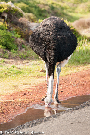 Male Ostrich, Cape of Good Hope, South Africa