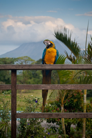 Stephanie, the blue and yellow macaw at Arenal Lodge near Arenal Volcano, Costa Rica