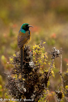 Orange Breasted Sunbird, Table Mountain, Cape Town, South Africa