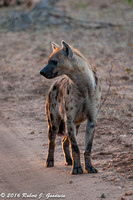 Hyenas, Game Drive, Kapama Private Game Reserve, South Africa