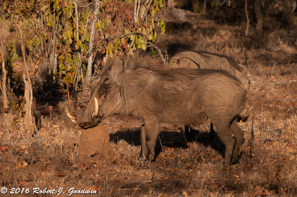 Warthogs, Game Drive, Kapama Private Game Reserve, South Africa