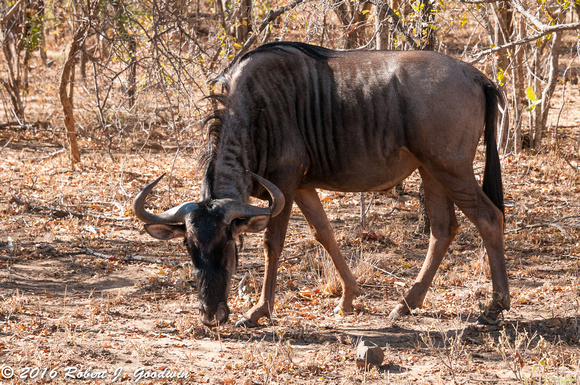 Wildebeest, Game Drive, Kapama Private Game Reserve, South Africa