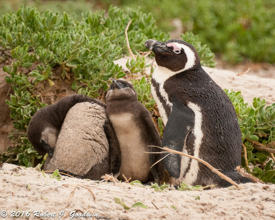 Penguins at Boulders, Cape of Good Hope, South Africa