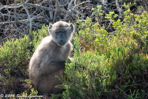 Baboons, Cape of Good Hope, South Africa