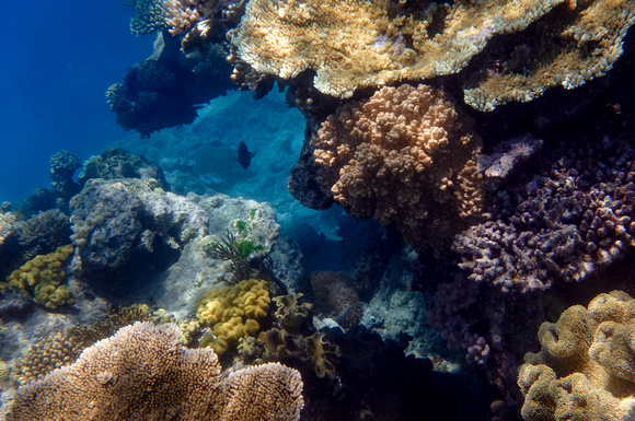 Coral - Great Barrier Reef, Australia