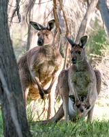 Kangaroo Family, Wilpena Pound, Flinders Ranges National Park, Australia