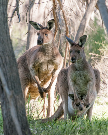 Kangaroo Family, Wilpena Pound, Flinders Ranges National Park, Australia