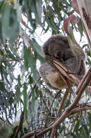 Koala, Great Ocean Road, Australia