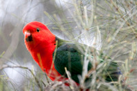 King Parrot, Great Ocean Road, Australia