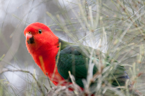 King Parrot, Great Ocean Road, Australia