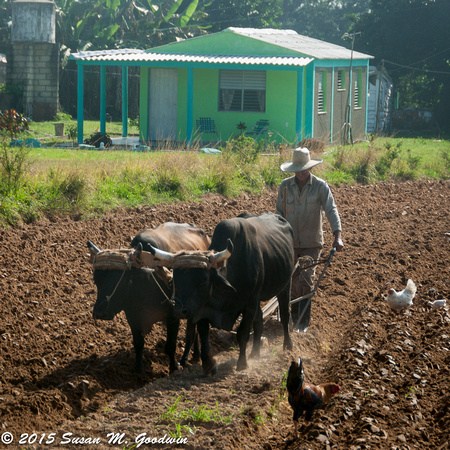 Plowing with Oxen, Vinales Valley, Cuba