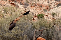Whistling Kite, Alice Springs Desert Park, Australia