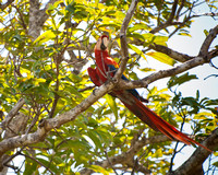 Scarlet Macaw, Guanacaste, Costa Rica