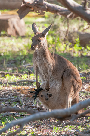 Kangaroo with Joey, Wilpena Pound, Flinders Ranges National Park, Australia