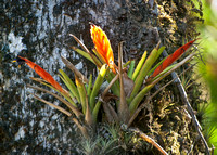 Bromeliads, Monteverde Cloud Forest