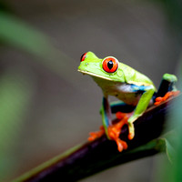 Red-eyed tree frog at Arenal Lodge near Arenal Volcano, Costa Rica