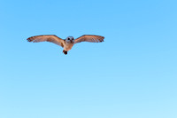 Owl, Alice Springs Desert Park, Australia