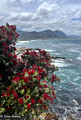 2024 South Africa by Susan