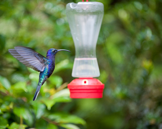 Violet Sabrewing hummingbird, Monteverde Cloud Forest