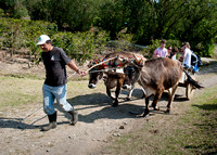 Ox cart, Monteverde Cloud Forest