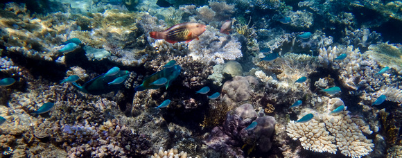 Coral - Great Barrier Reef, Australia