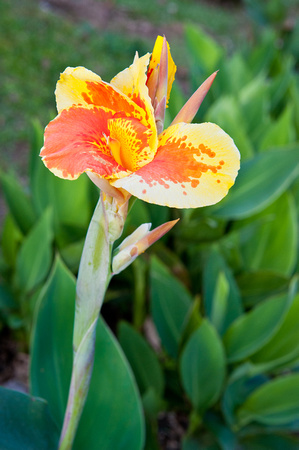 Canna flower at Arenal Lodge near Arenal Volcano, Costa Rica