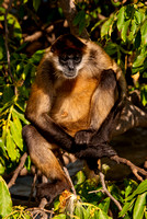 Spider monkey, day trip to Nicaragua
