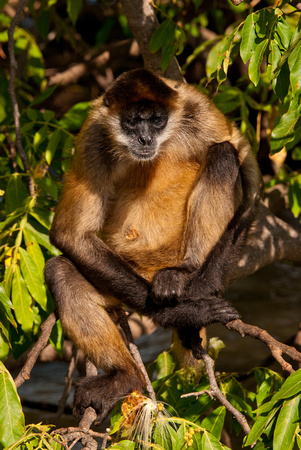 Spider monkey, day trip to Nicaragua